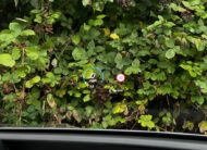 2022 Mercedes-Benz GLE Coupe 400 AMG Line Prem + D 4M A